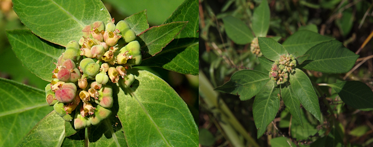[Two photos spliced together. The left photo is a close view of the top center of the plant. The green leaves surround the center section which is a group of green and purple-green tiny bulbs. Some have little sprout sections growing out of the top like a little chimney. The image on the right is a zoomed out view showing all the large leaves at the top of the plant just under the bulbs.]